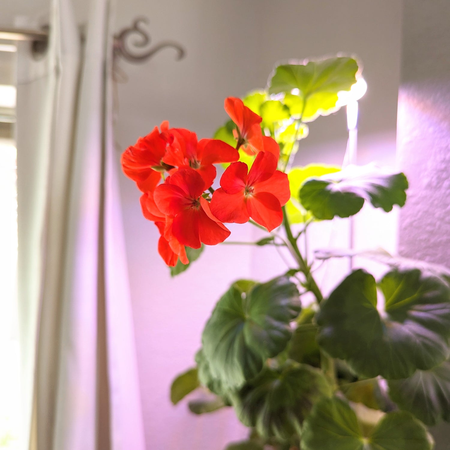 5 Flowers that Bloom Indoors and How to Keep Them Flowering