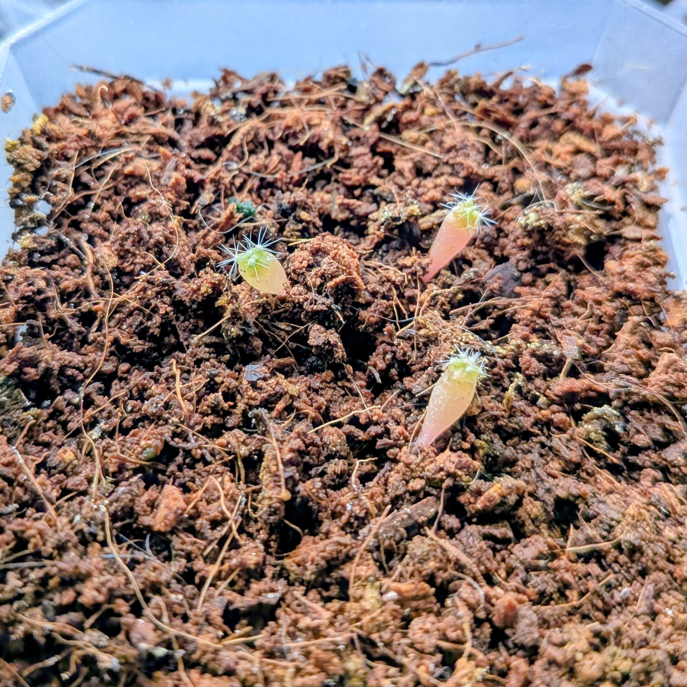 How to Grow Cactus Seeds