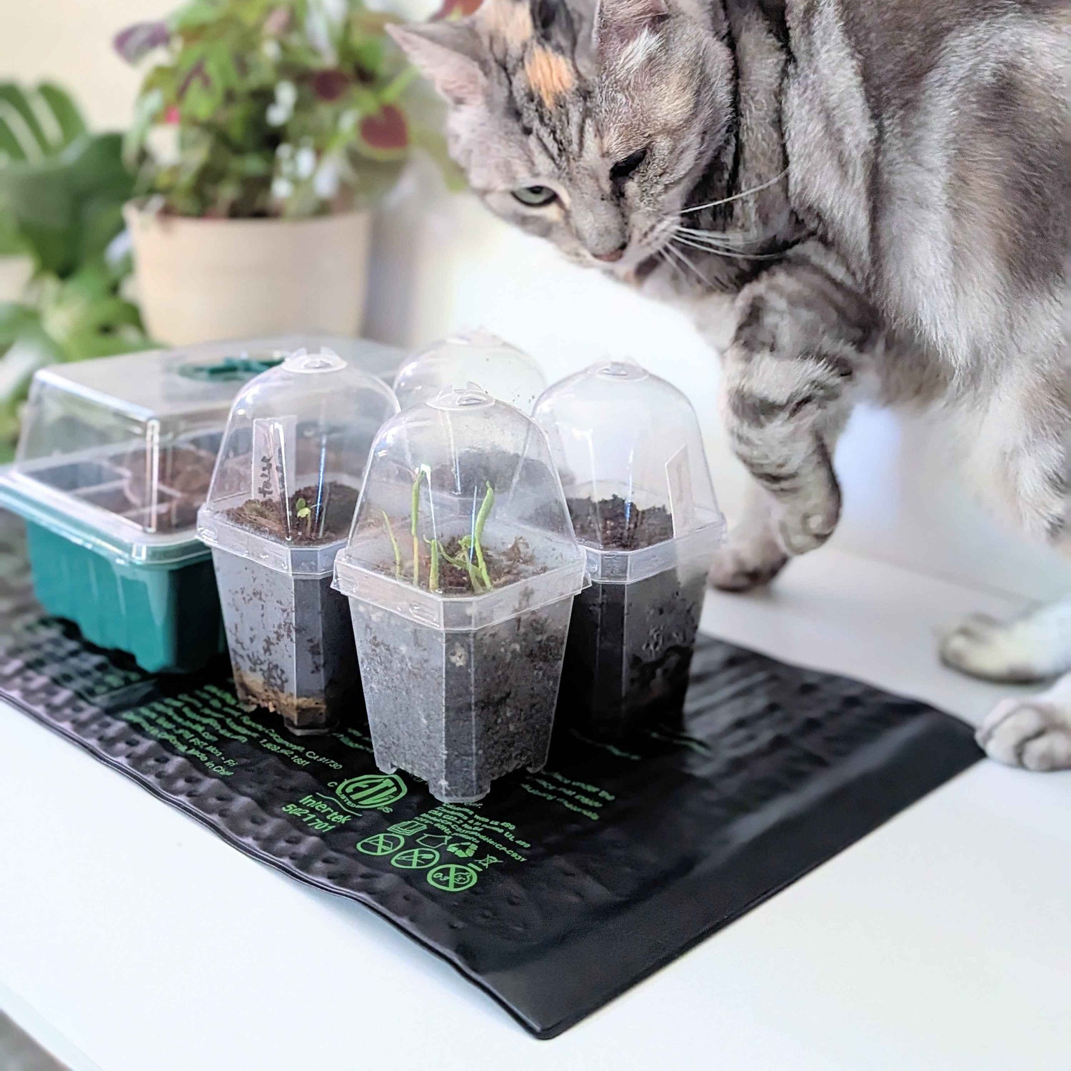5 Easy Houseplant Seed Starting Methods (For Every Budget!)
