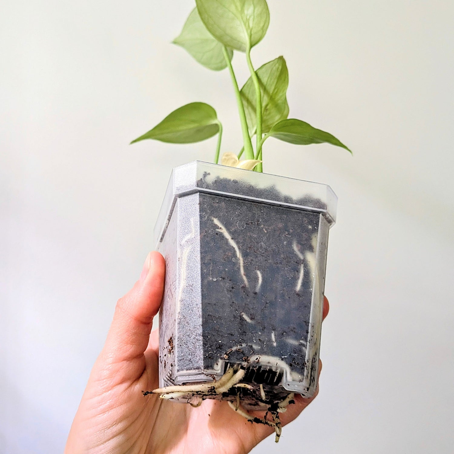 The March Manifesto: 4 Steps to Prep Your Indoor Jungle for Spring