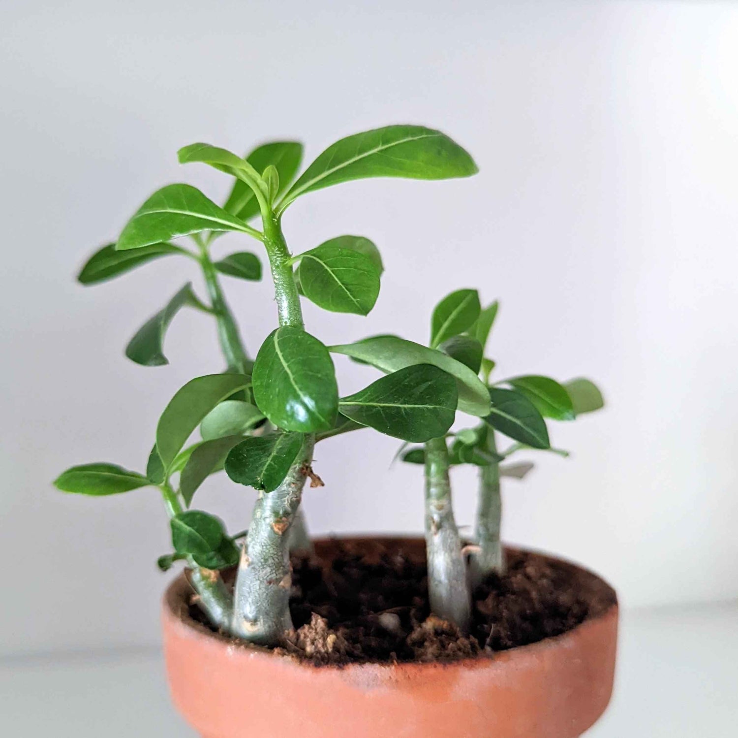 Indestructible Greenery: 7 Drought-Tolerant Houseplants to Grow From Seed