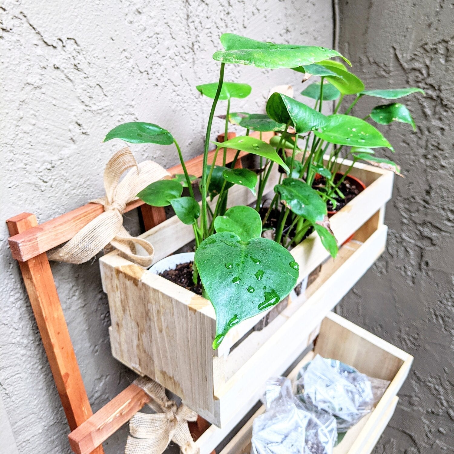 Beat the Heat☀️ : How to Protect Your Indoor Jungle From August Heatwaves - Plantflix