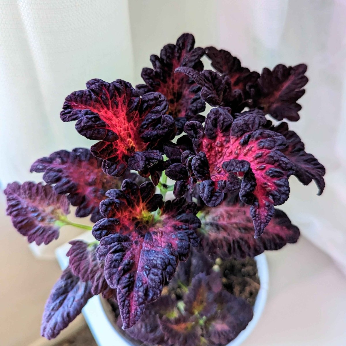 Gothic Glamour🖤: How to Grow Black Dragon Coleus from Seed