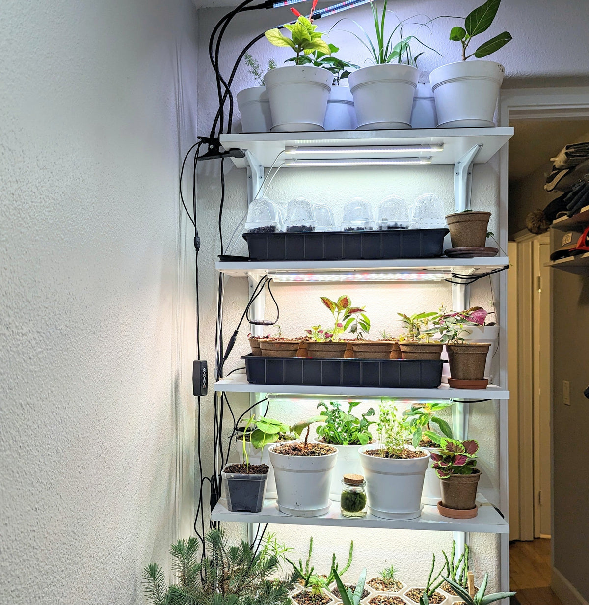 Chasing the Light💡: A Beginner’s Guide to Using Grow Lights for Indoor Plants - Plantflix