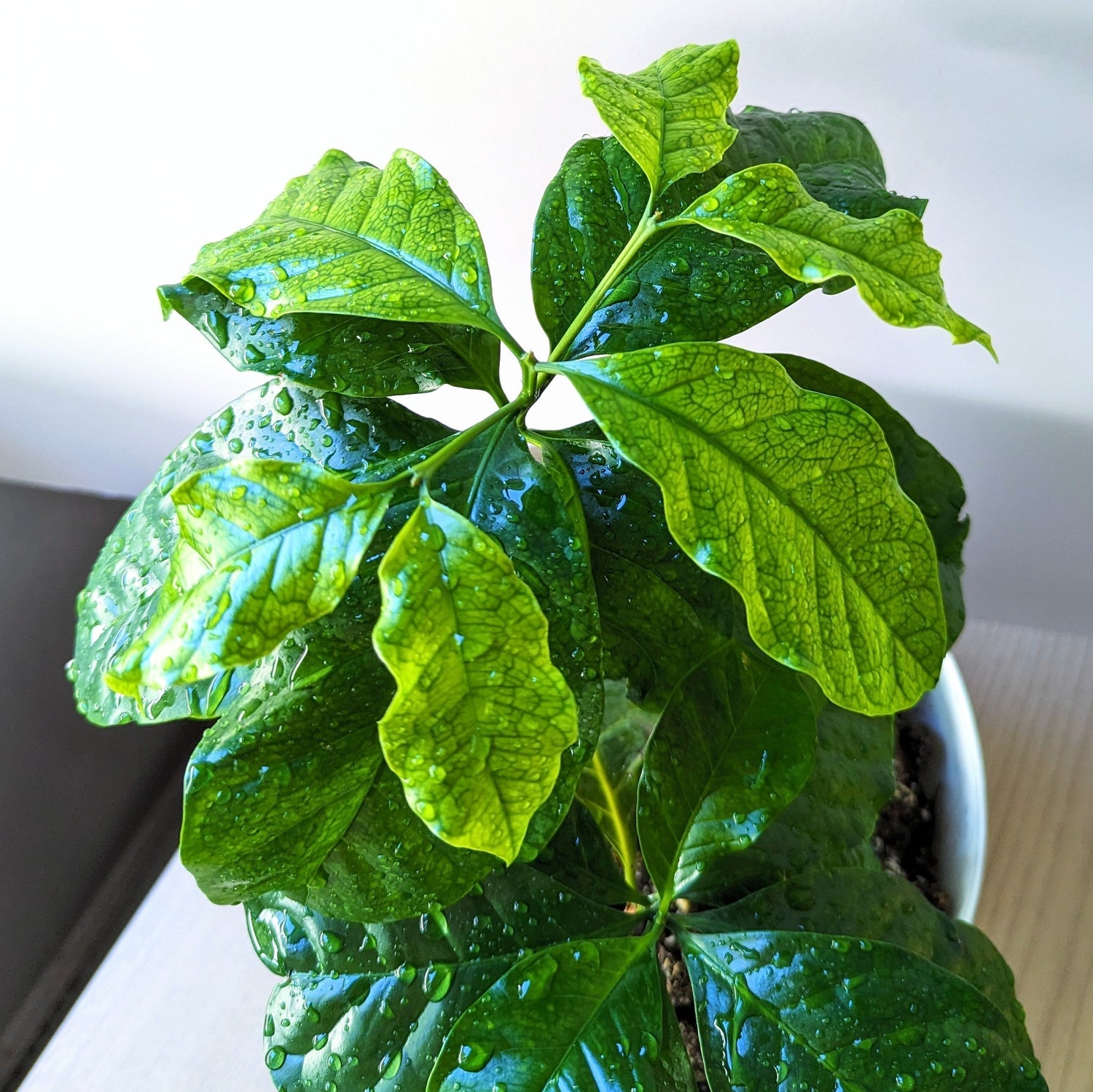 How to Grow Coffee Plants from Seed