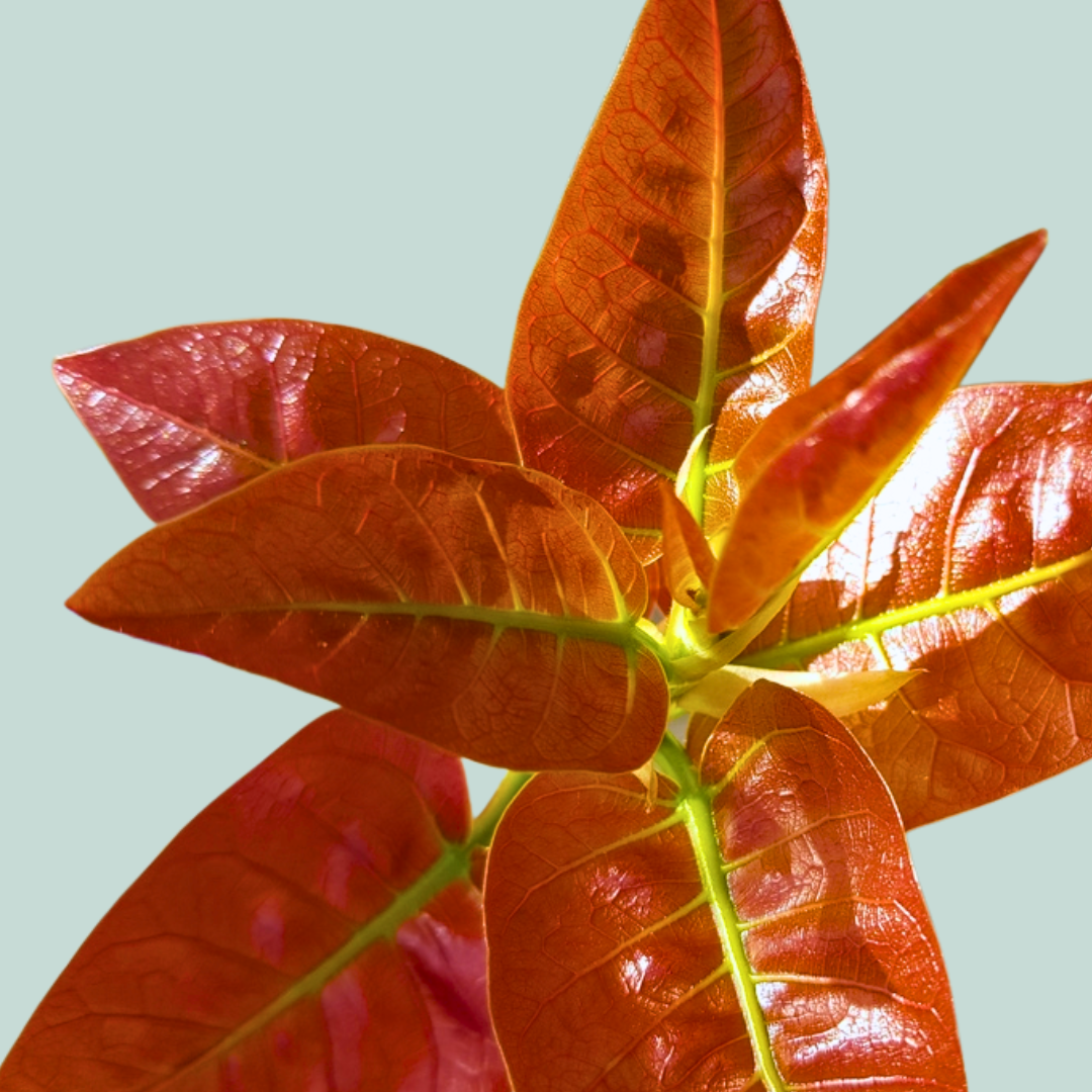 The "Year of the Ficus" Care Guide: Growing Living Sculptures from Seed