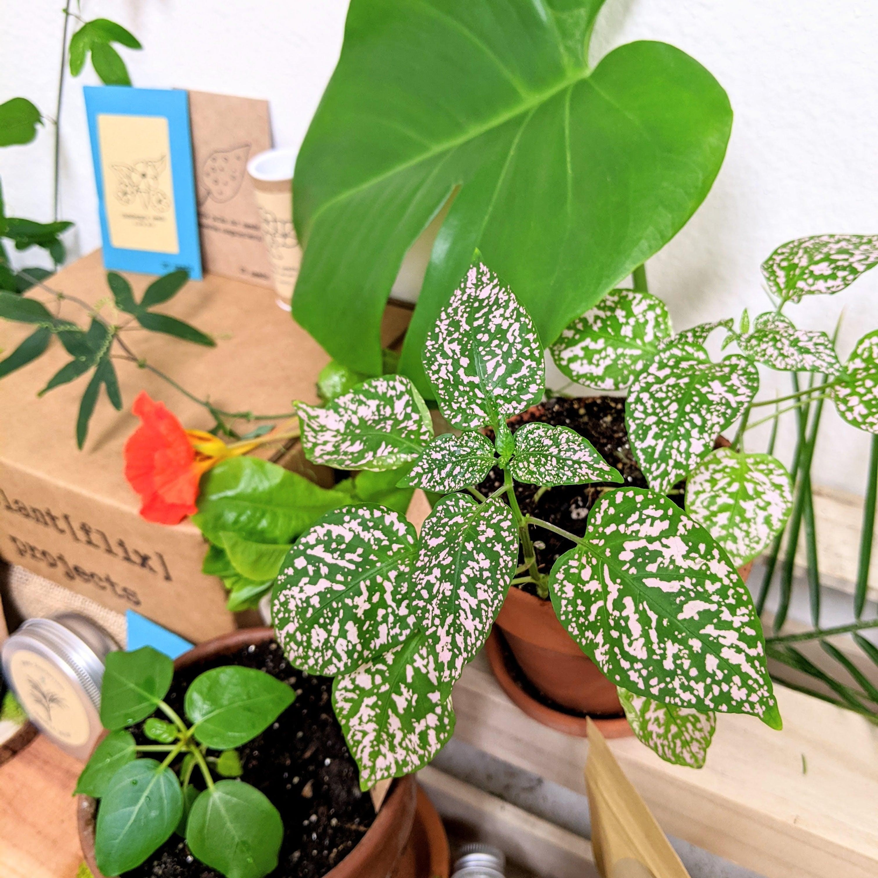 Forget the Bouquet: How to Grow a "Living Valentine" from Seed - Plantflix