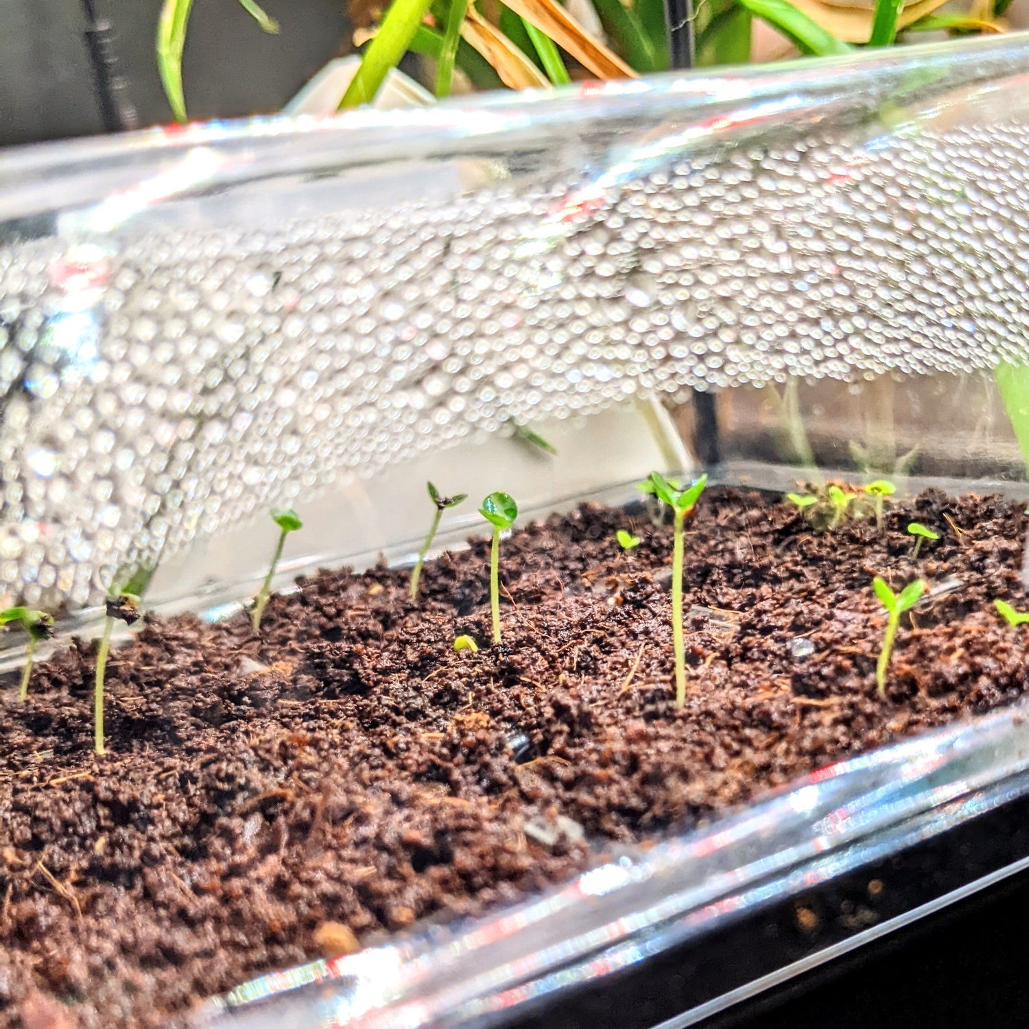 Growing Houseplants from Seed On a Budget: How to Save on your Seed Setup! - Plantflix