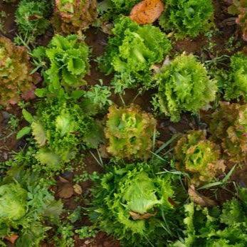Herbs & Veggies to Plant in your Garden in August - Plantflix