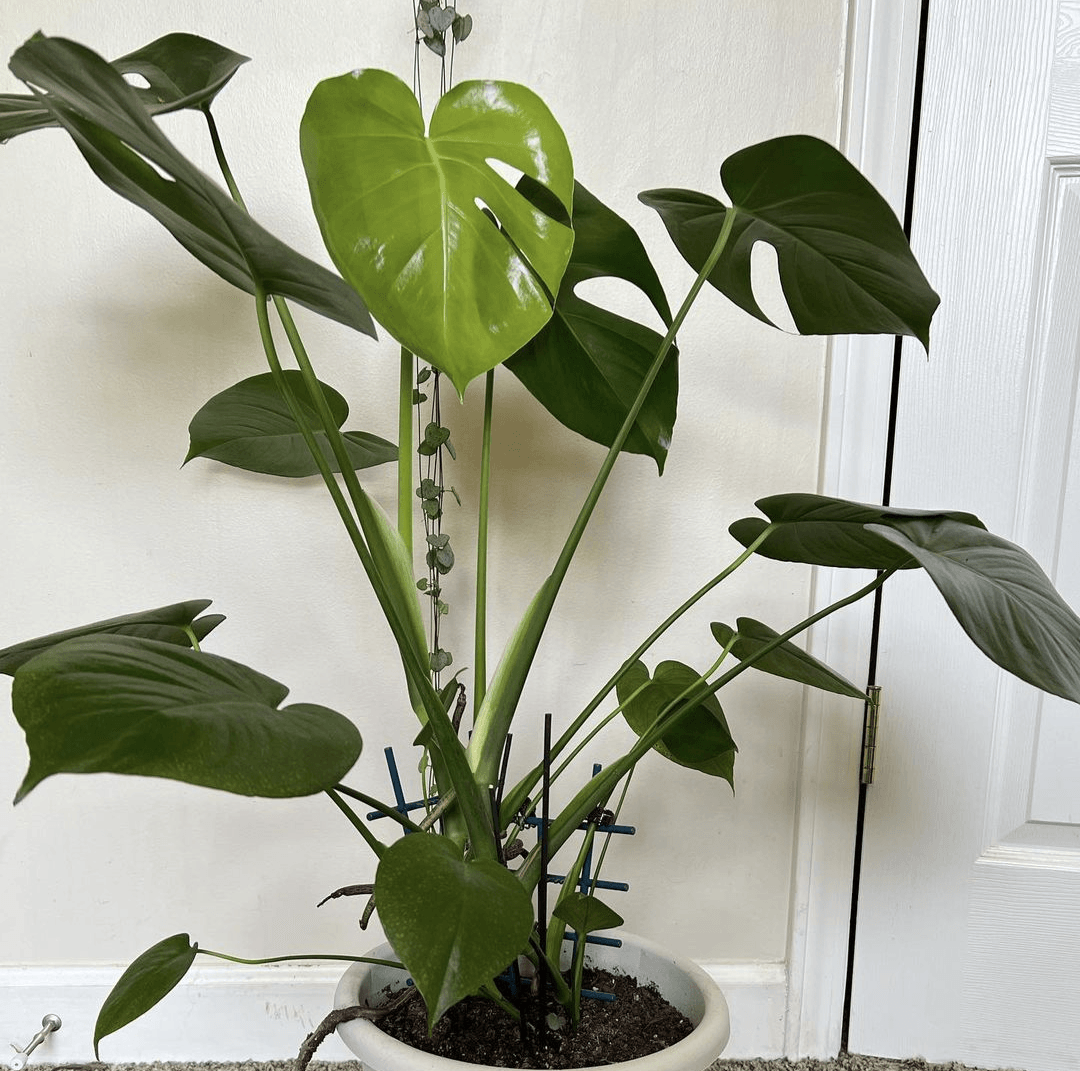 Houseplant Community Post: An Indoor Garden by @plant_kiss - Plantflix