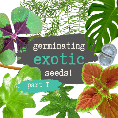 How to Germinate Exotic Seeds: Part 1(YouTube) - Plantflix