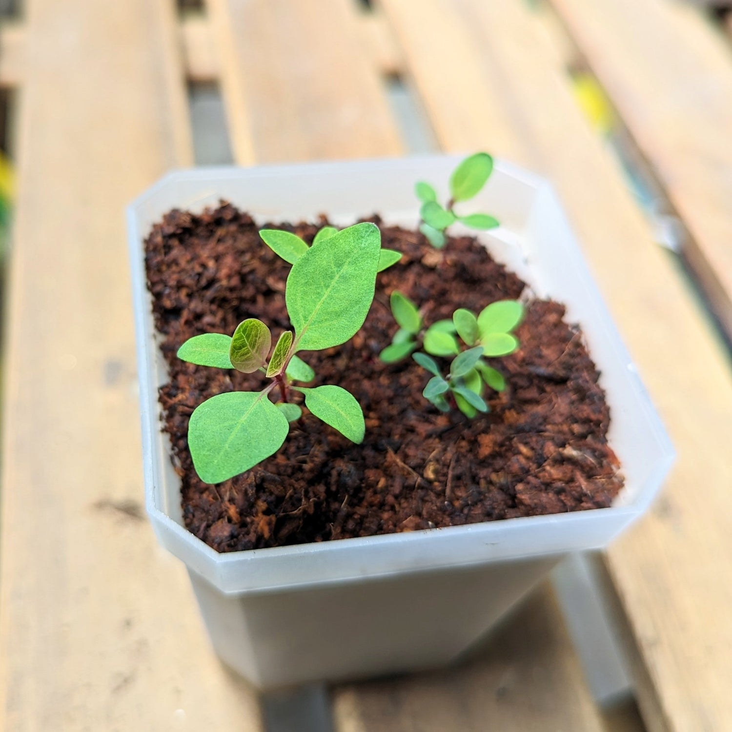 How to Get Stagnated Houseplant Seedlings to Grow Again - Plantflix