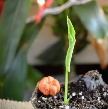 How to Grow Houseplants from Seed - Plantflix