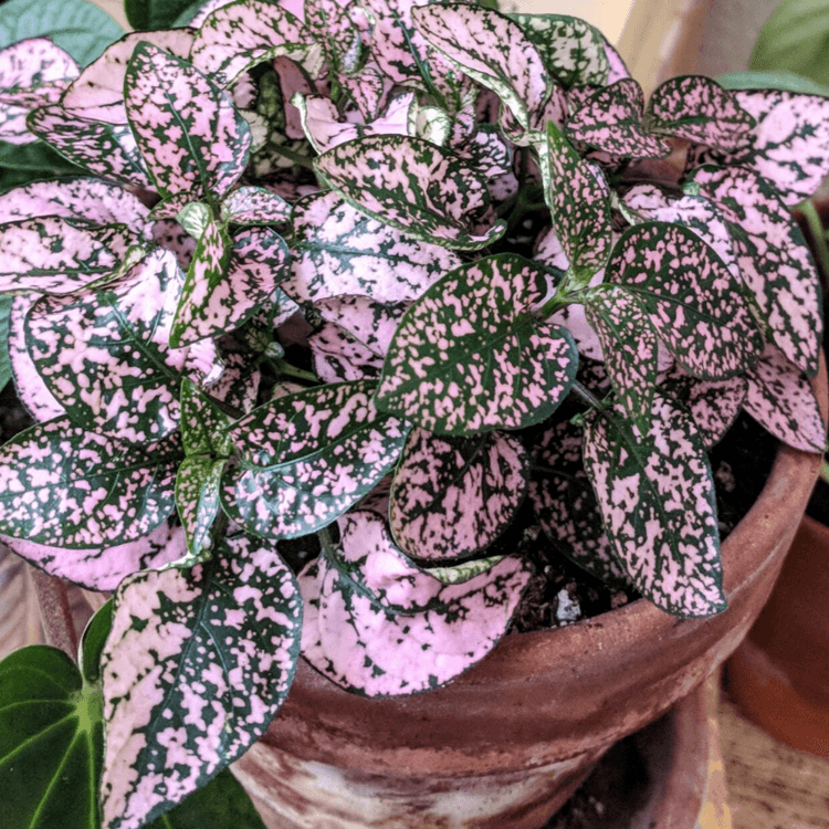 How to Grow Hypoestes 'Polka Dot Plants' from Seed - Plantflix