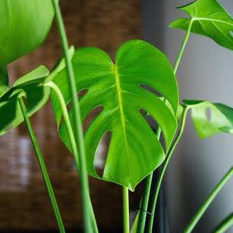 How to Grow Monstera Deliciosa(aka Swiss Cheese Plant) from Seed - Plantflix