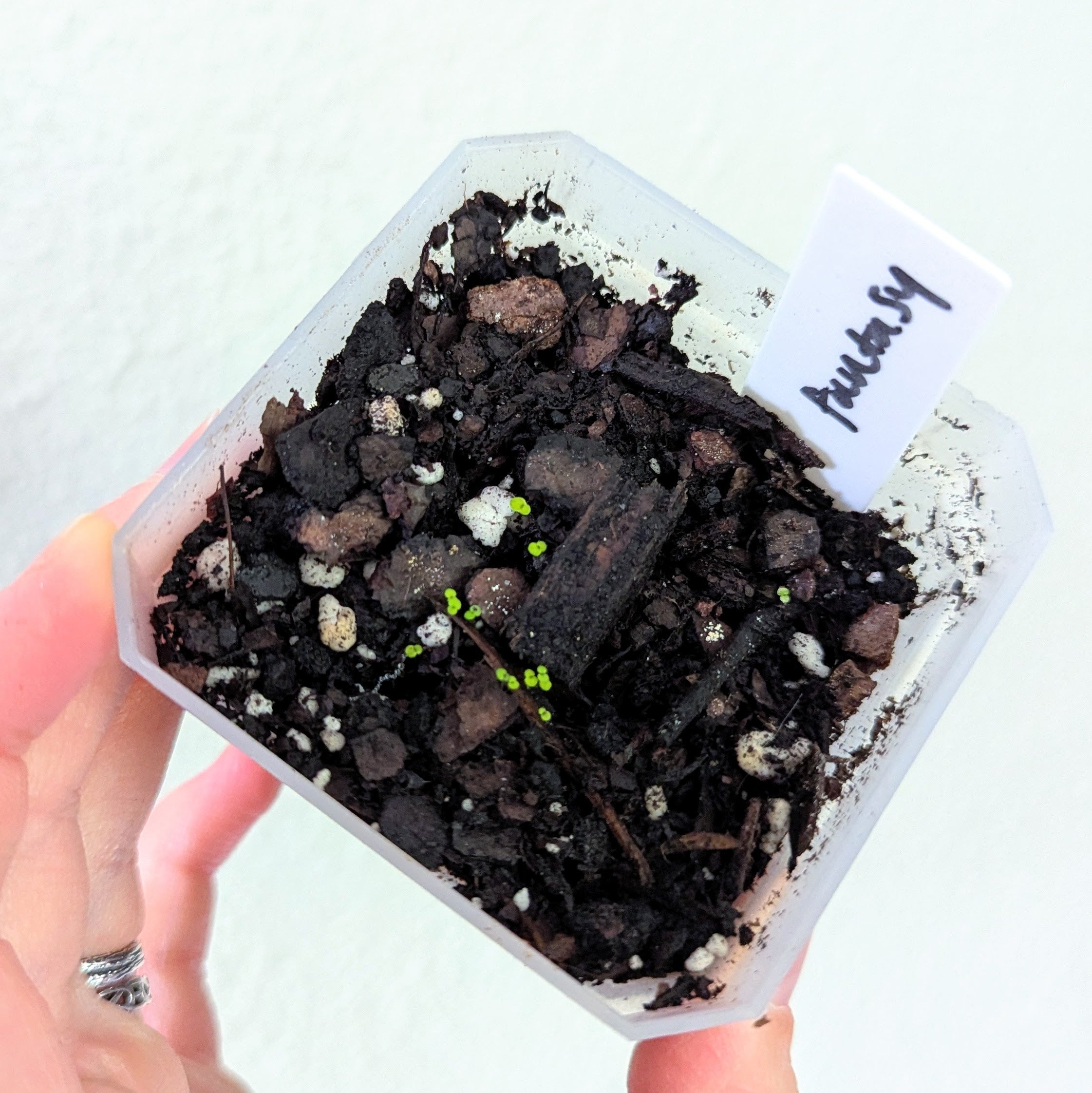 How to Grow Tiny Dust-Like Seeds - Plantflix