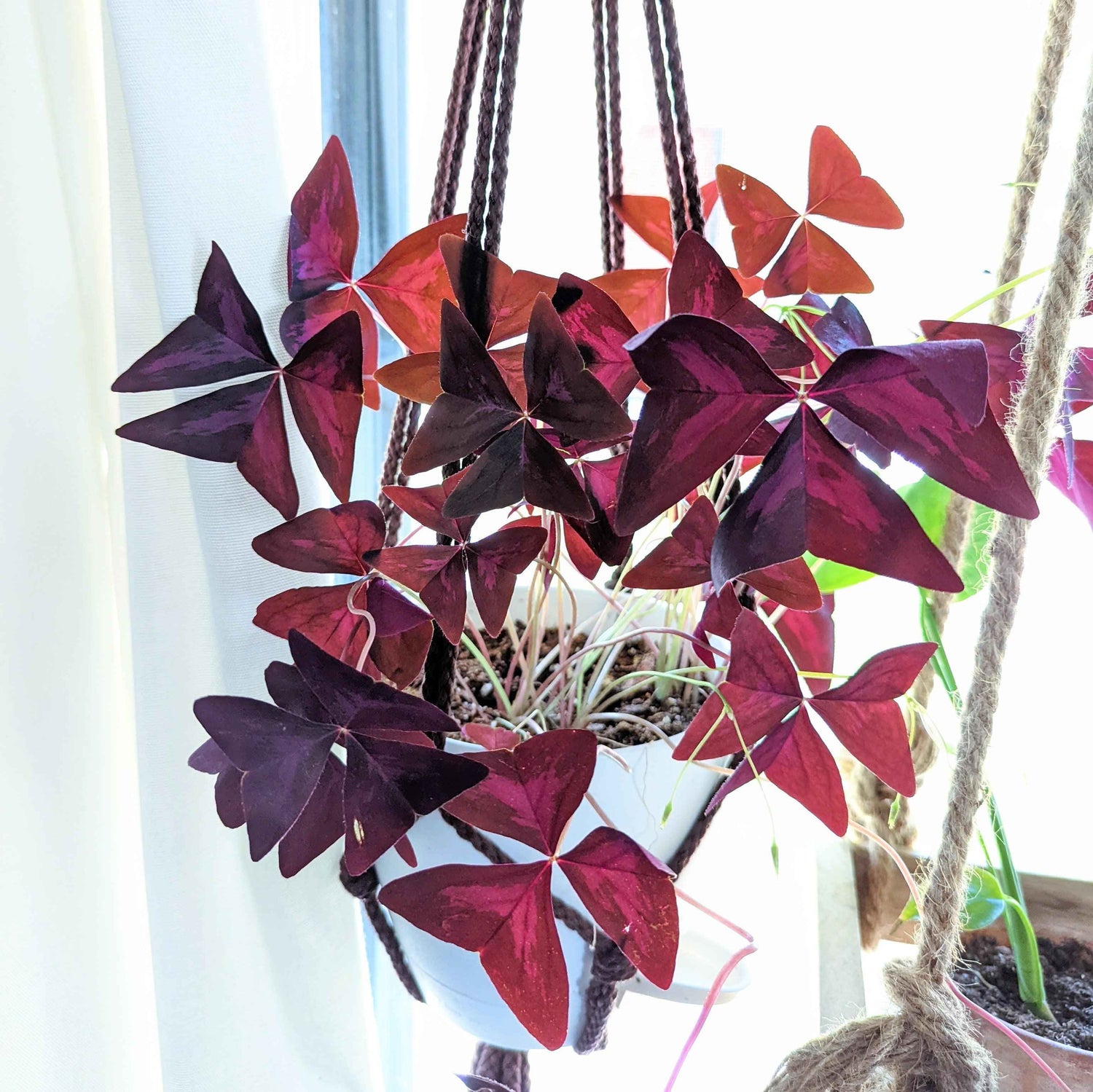 Meet the "Love Plant": Why the Purple Shamrock is Better Than Roses - Plantflix
