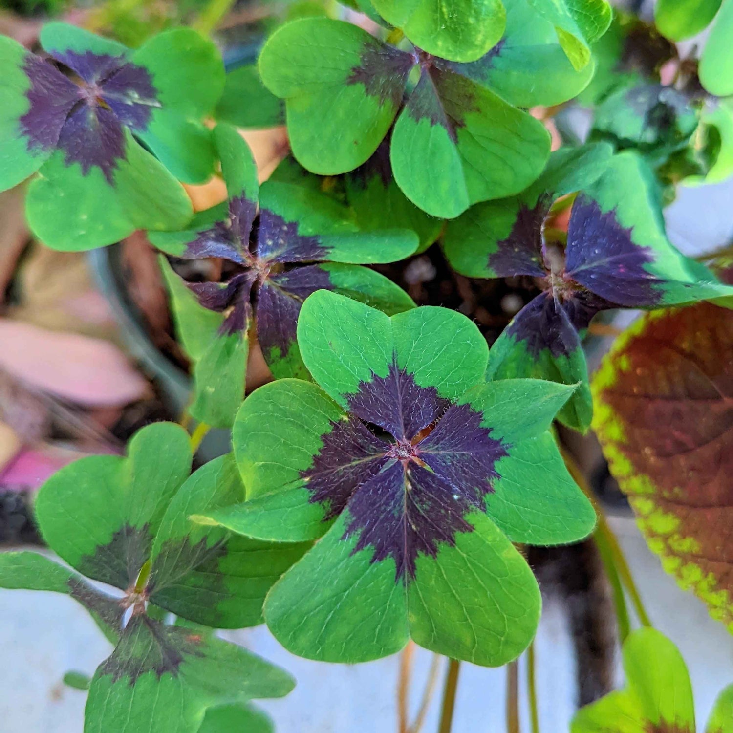 The "Magic" Houseplant: A Guide to Growing Oxalis Bulbs 🍀