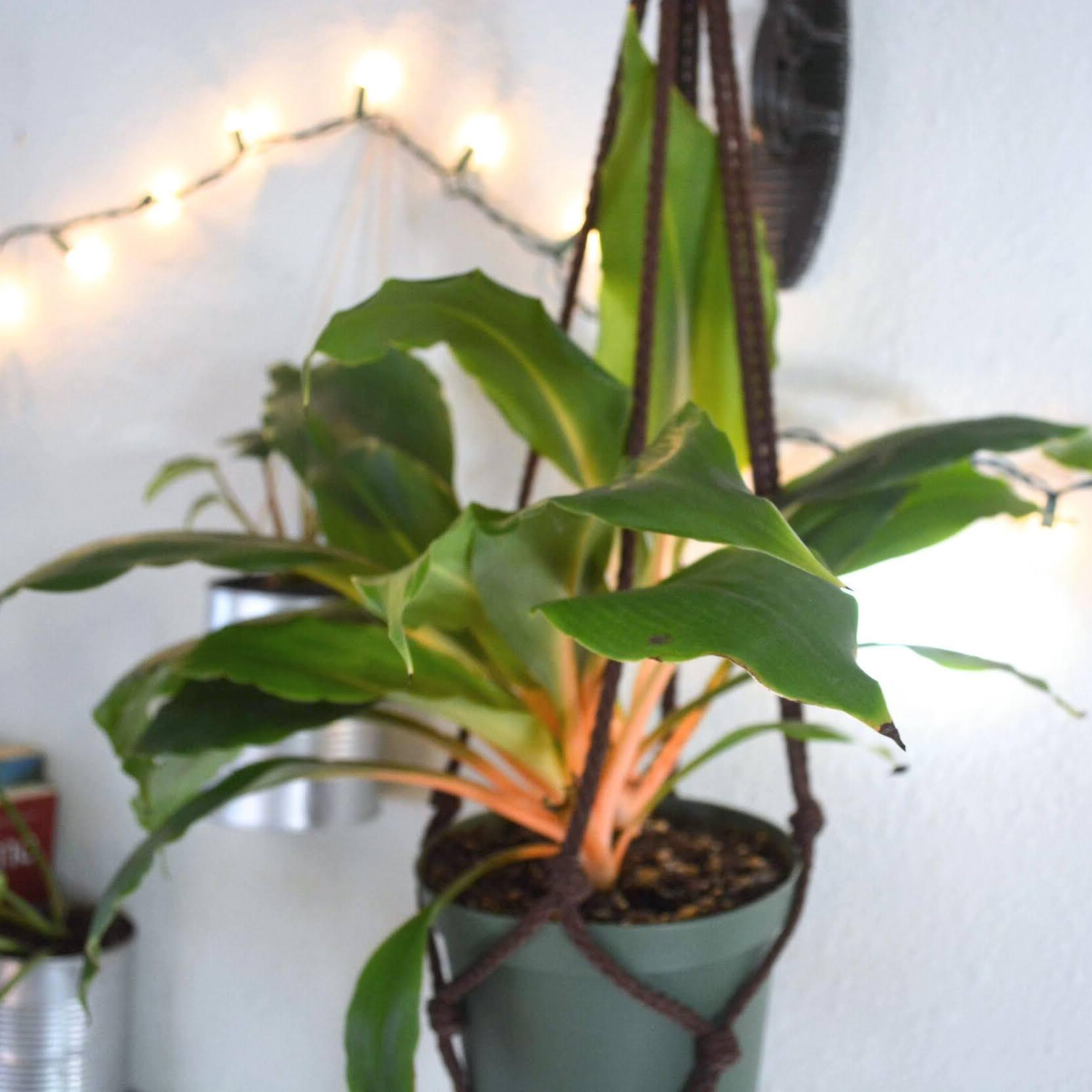Plant Spotlight: The Fire Flash Plant - Plantflix