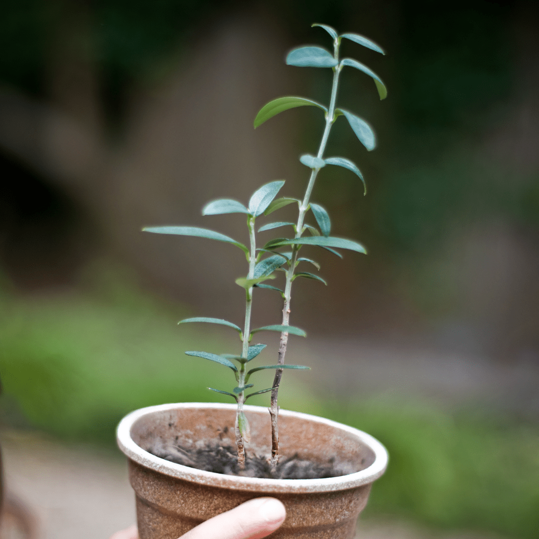 Seed Stratification 101: What is Seed Stratification and How to Stratify your Seeds - Plantflix