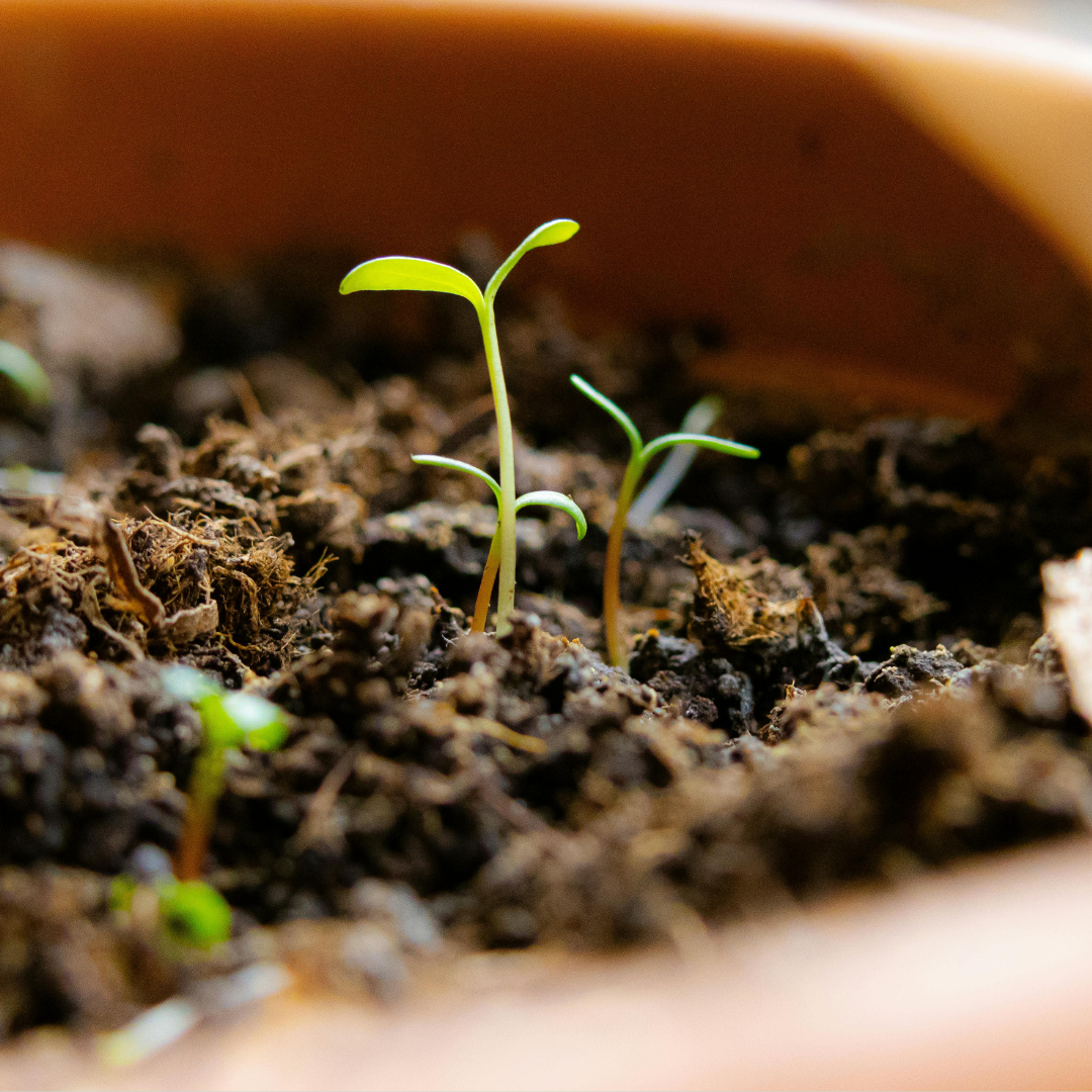 The Green Revolution: Mastering Sustainable & Regenerative Summer Plant Care 🌿🌍
