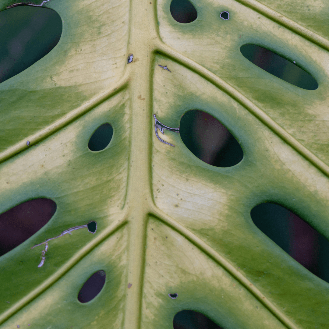 🌿 Summer Houseplant Care: How to Keep Your Indoor Jungle Bug-Free This July! - Plantflix