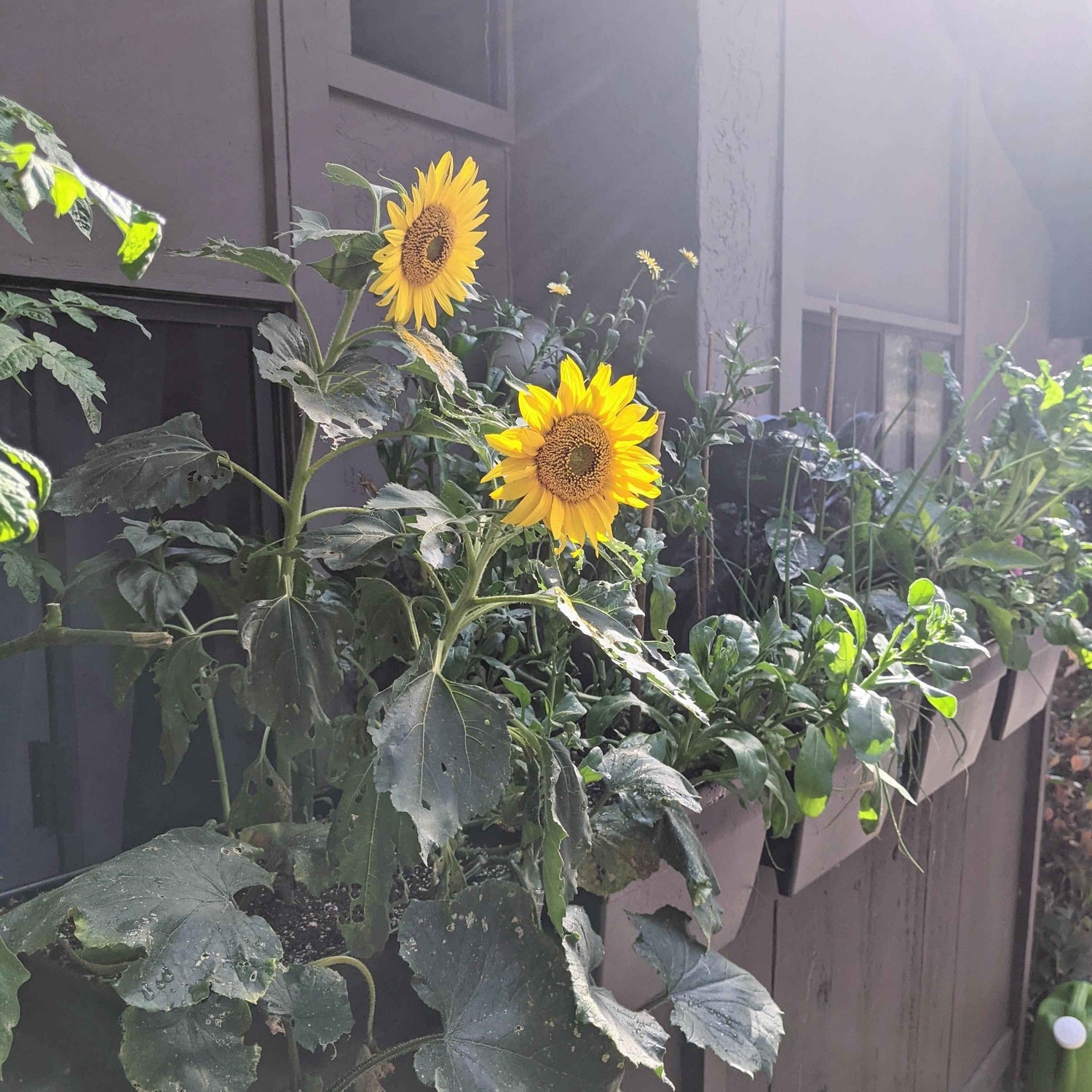 May Gardening: What to Sow Now for a Summer Full of Flavor and Color! ☀️🌱
