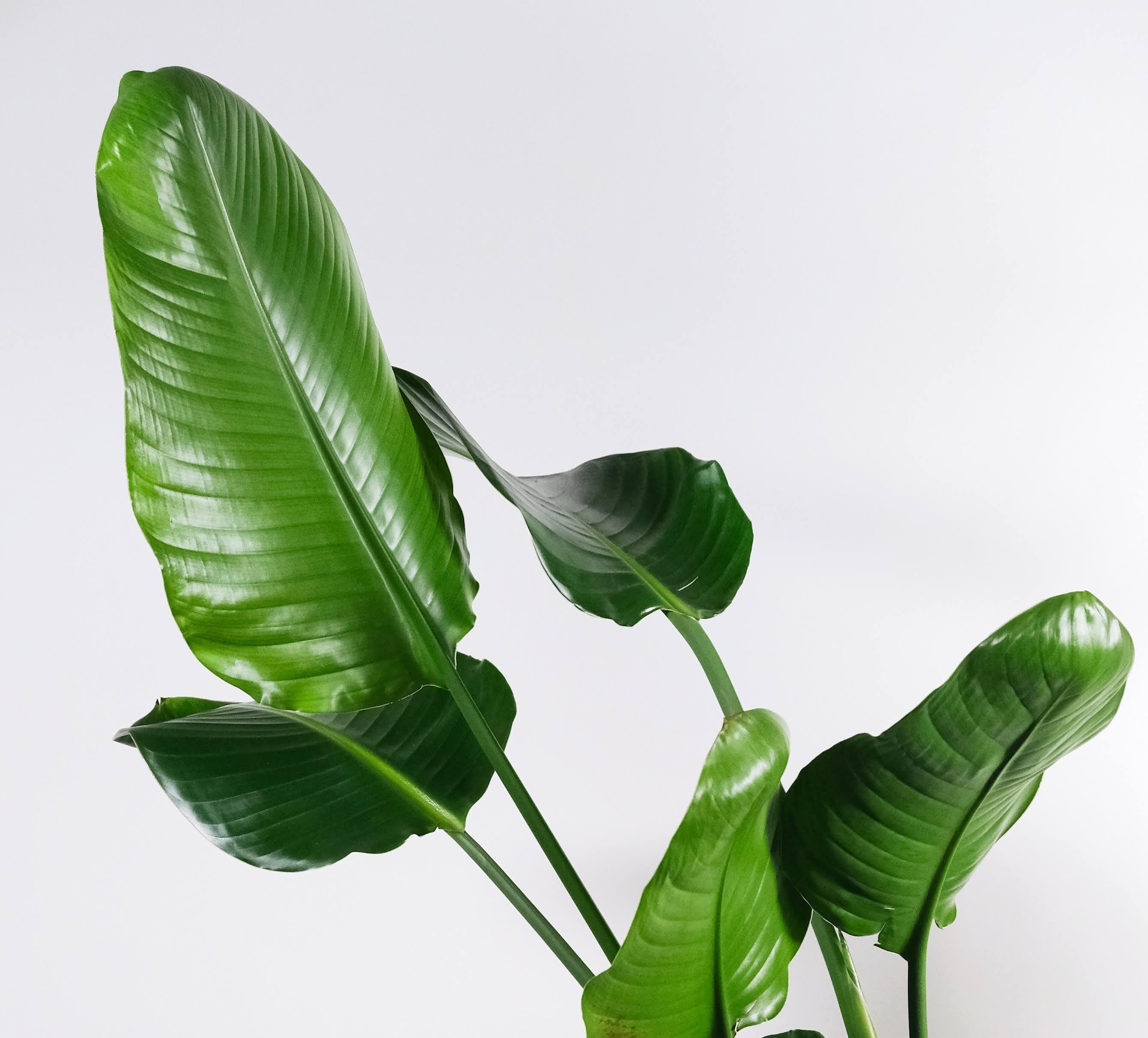 The Equinox Edit: Cultivating Real Luck and Explosive Spring Growth - Plantflix
