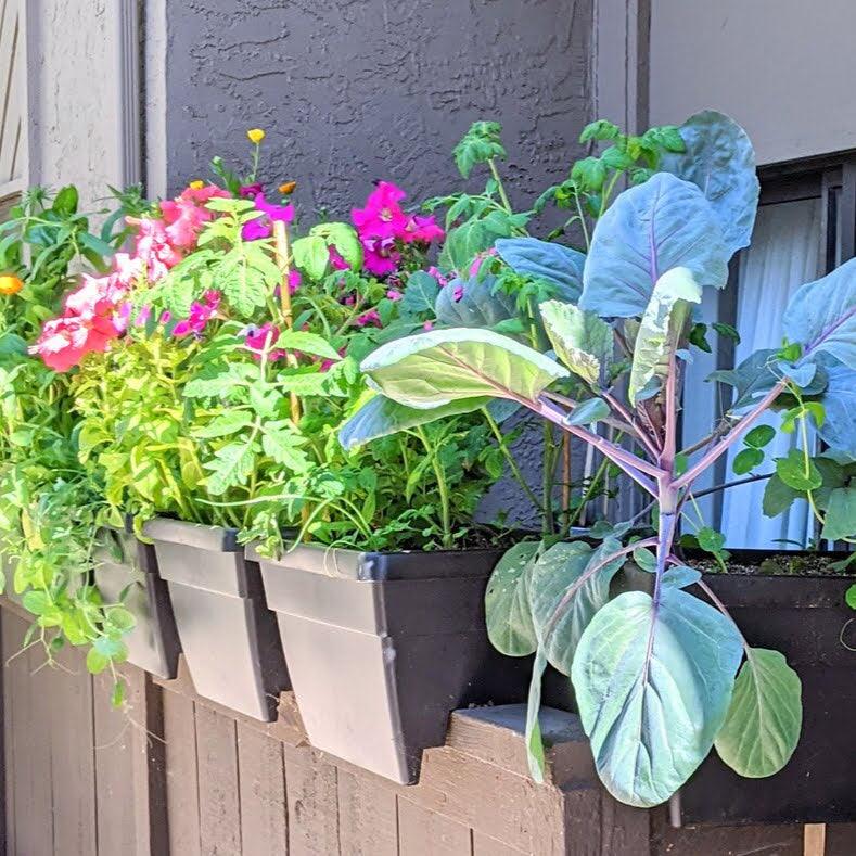 The Evolution of My Small North-Facing Patio Garden - Plantflix