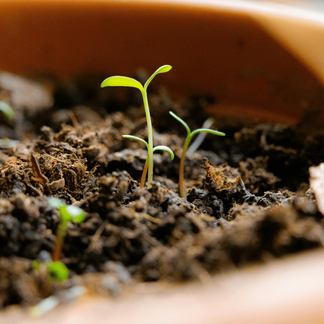 The Green Revolution: Mastering Sustainable & Regenerative Summer Plant Care 🌿🌍 - Plantflix