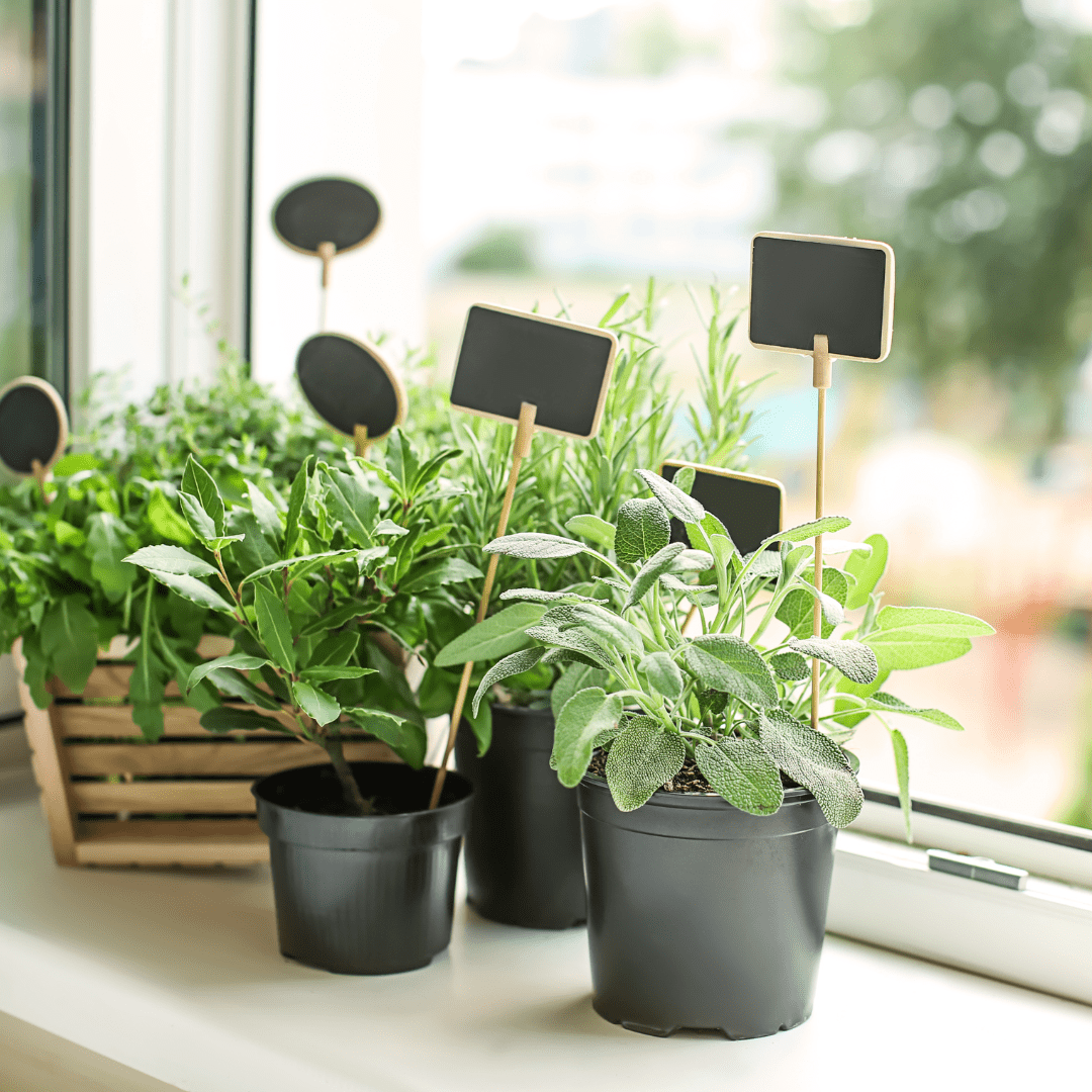 The "Kitchen Apothecary": How to Grow Your Own Spa & Tea Garden from Seed - Plantflix