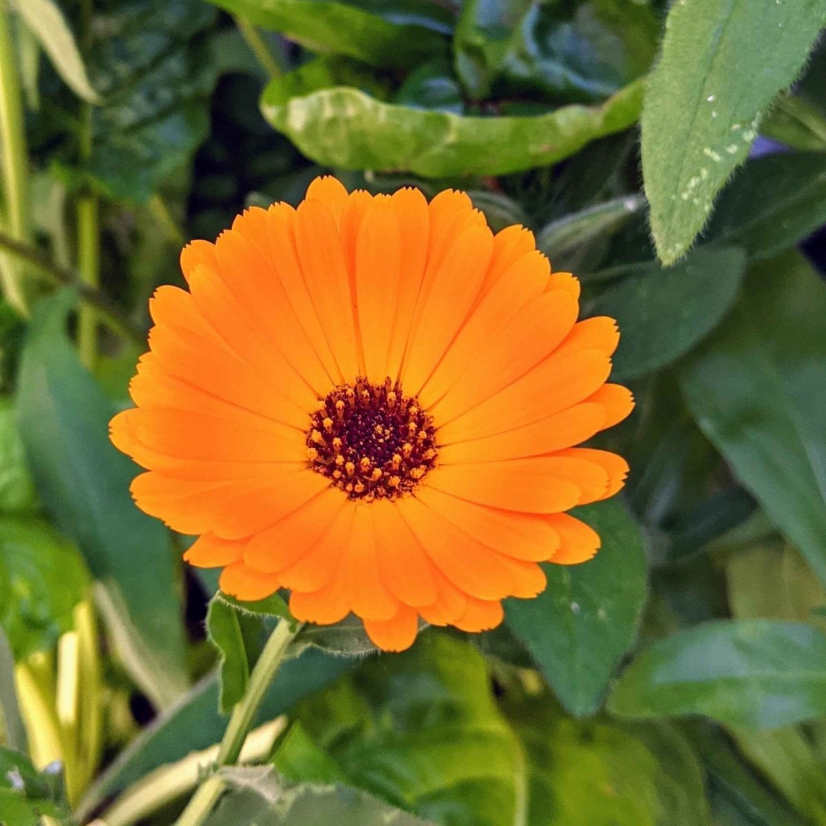 The Late Summer Seed Sowing Guide🍂 : What to Seeds to Sow This August - Plantflix