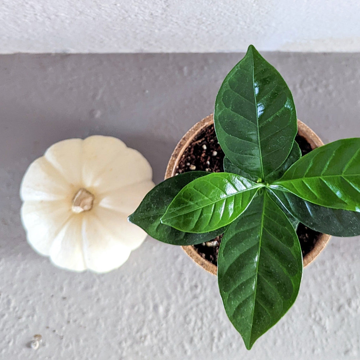 The October Pause🛑: You Might Need to Stop Fertilizing Your Houseplants Now - Plantflix