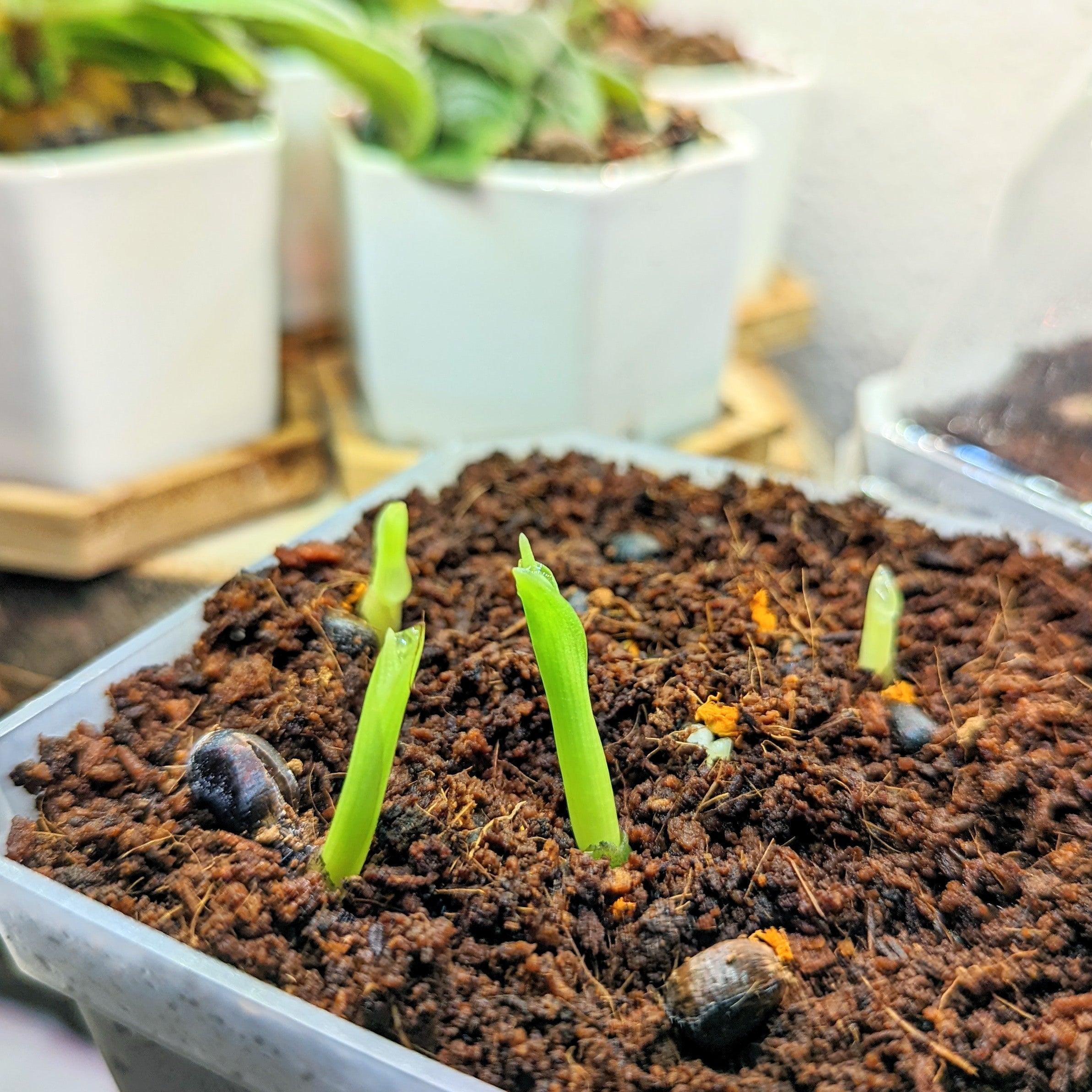 The Spring Awakening: 4 Seeds You Must Start in Late February - Plantflix