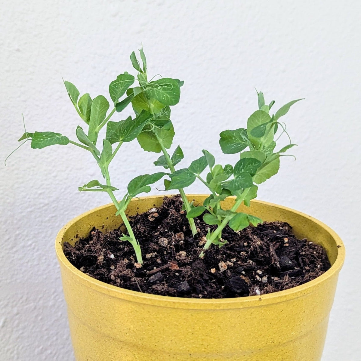 The Spring Surge: How to Keep Your New Seedlings Alive (The 30-Day Guide) - Plantflix
