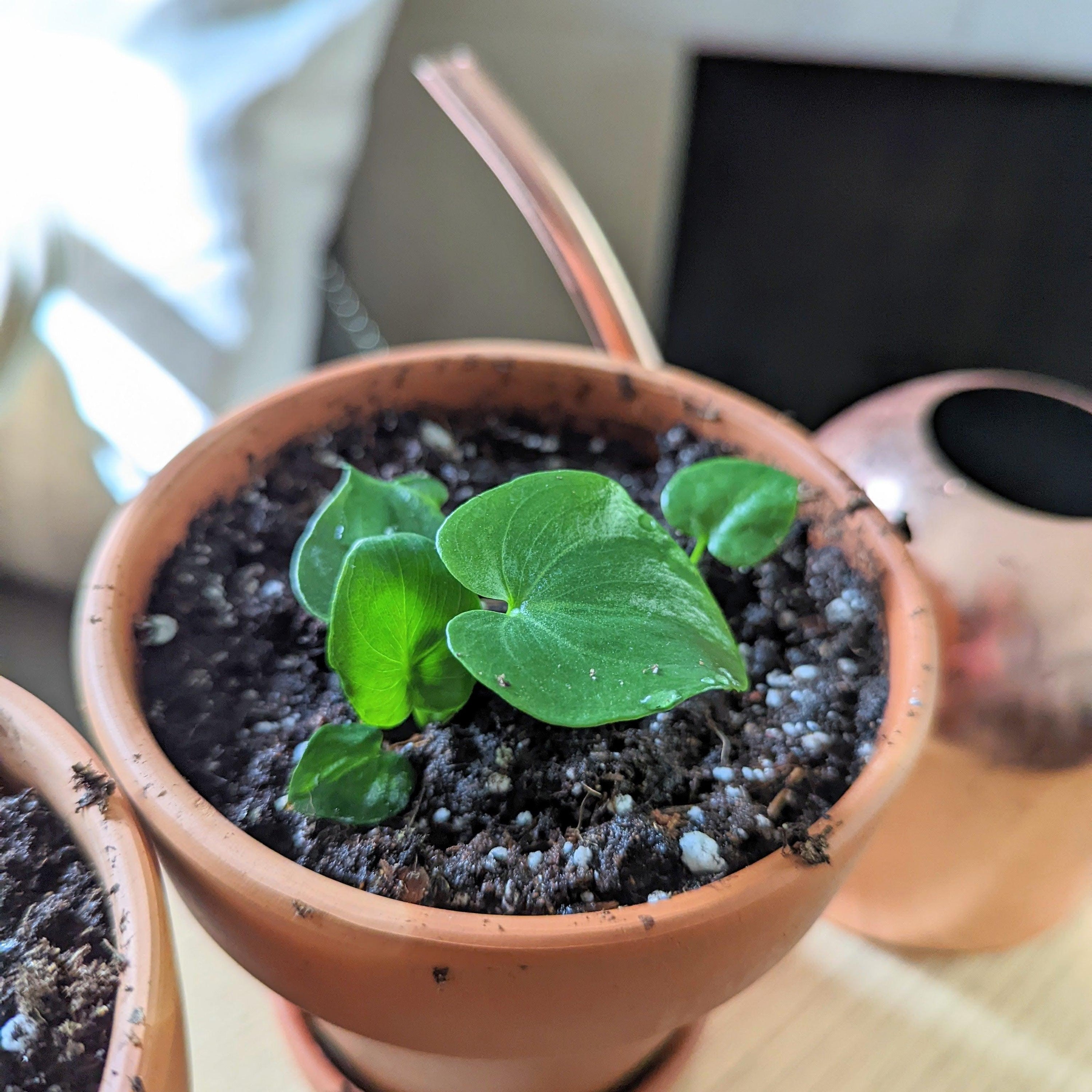 The Sustainable Indoor Seedling Care Guide: From First Sprout to First Transplant - Plantflix