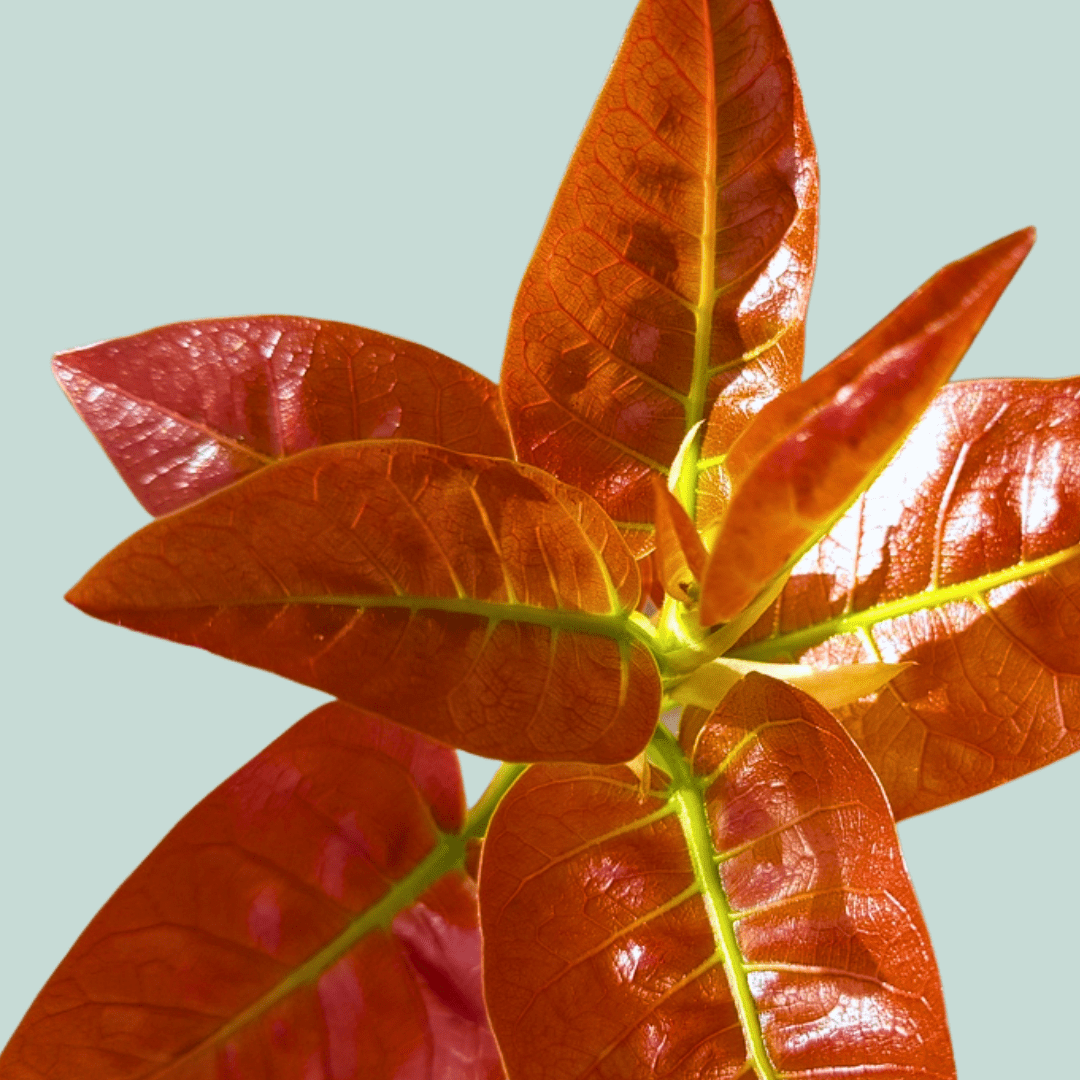 The "Year of the Ficus" Care Guide: Growing Living Sculptures from Seed - Plantflix