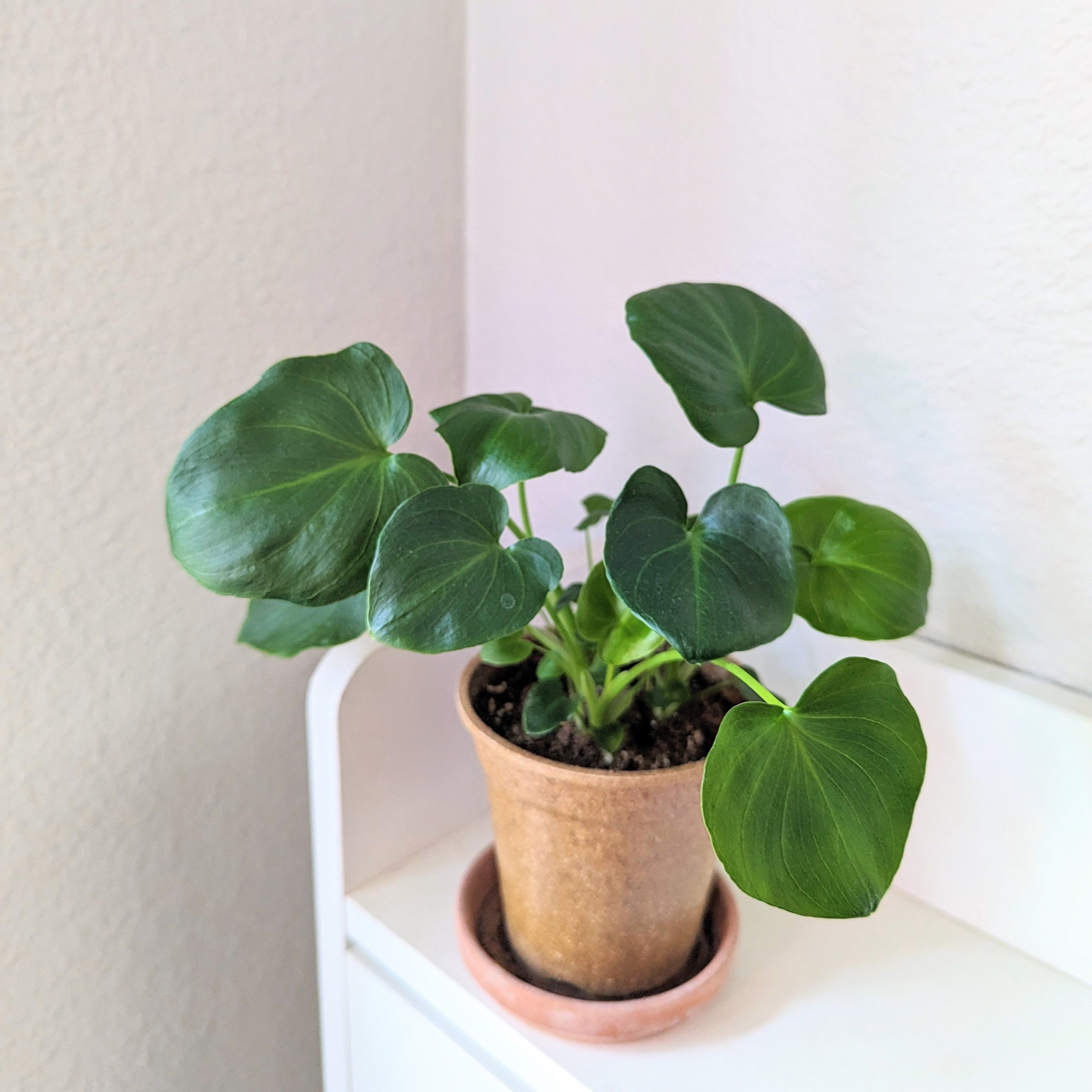 What Kind of Lighting do Houseplant Seeds and Seedlings Need? - Plantflix