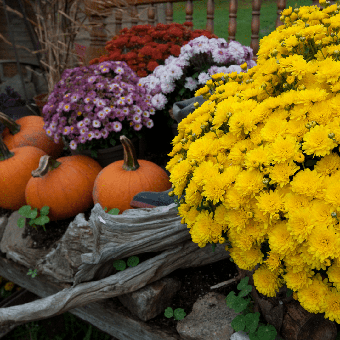 What Seeds to Sow in Your Fall Garden - Plantflix