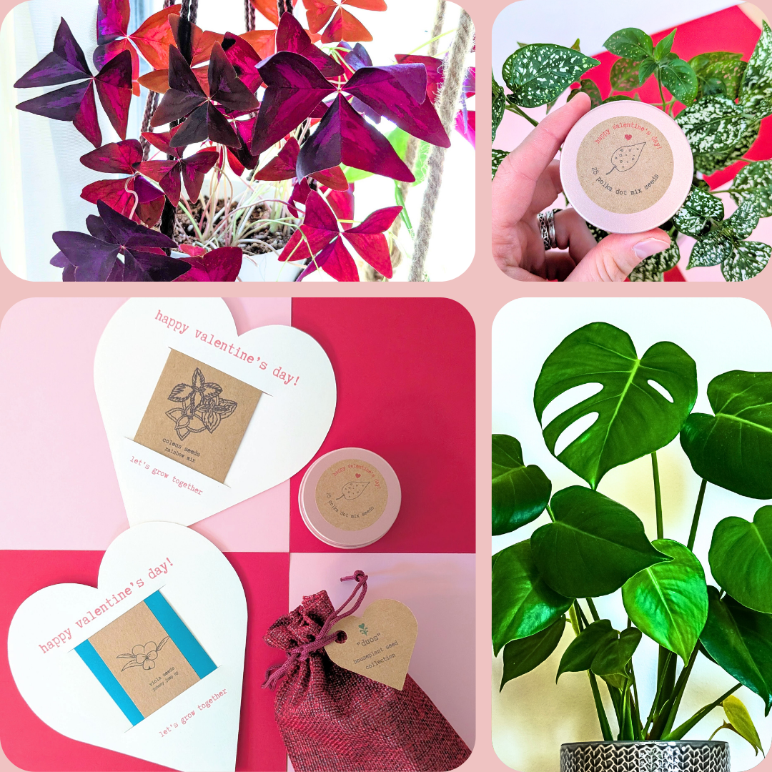 Why You Should Be Your Own Valentine: The Ultimate Guide to "Self-Love" Gardening - Plantflix
