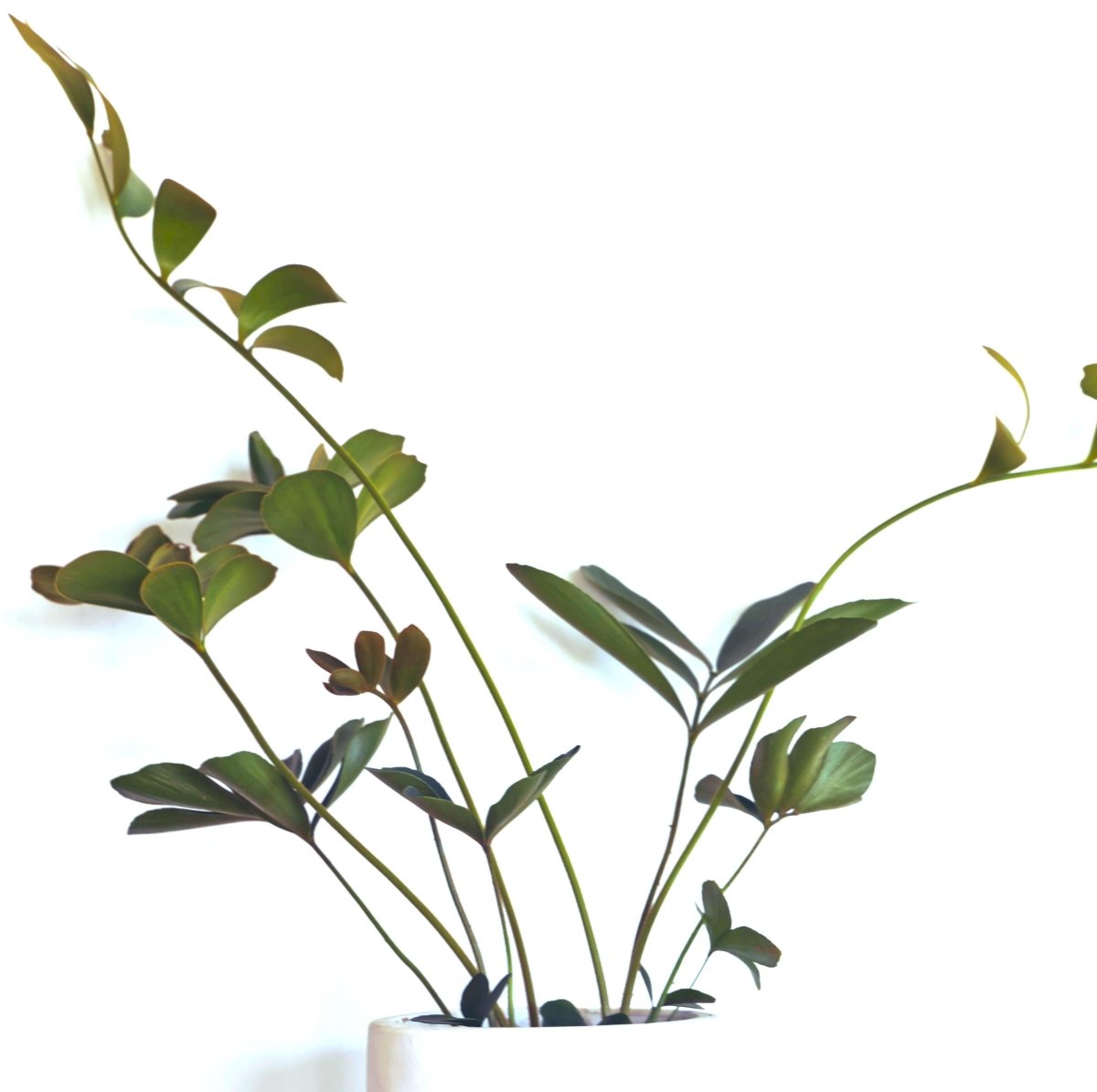 Growing Palms and Cycads from Seed: The Ultimate Patience (and Reward!) Project