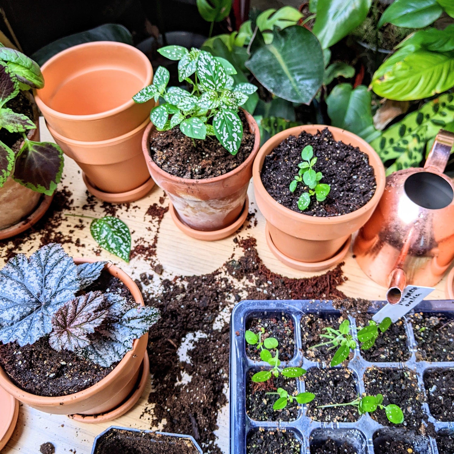 all indoor gardening seeds &amp; supplies - Plantflix