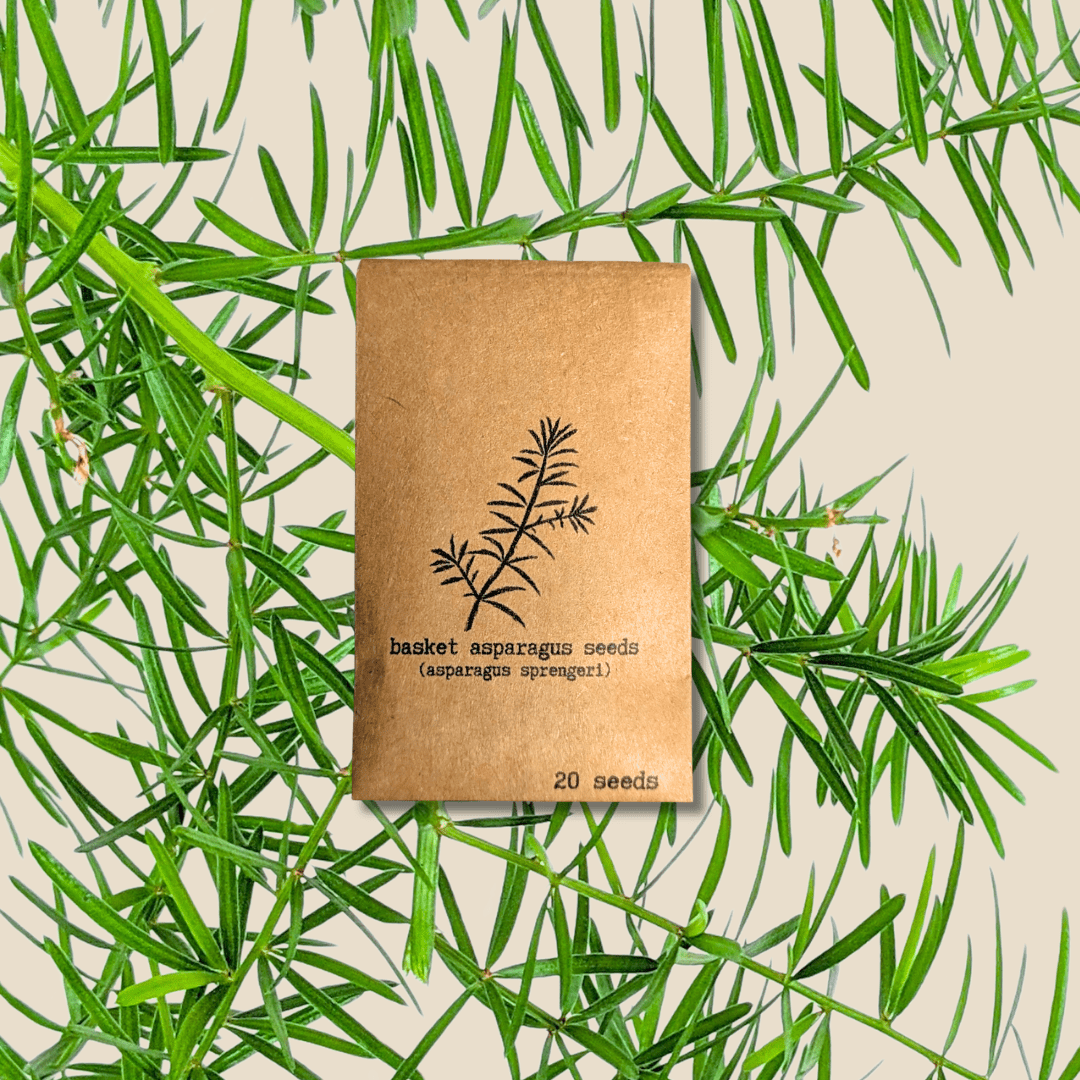 asparagus ferns - Plantflix