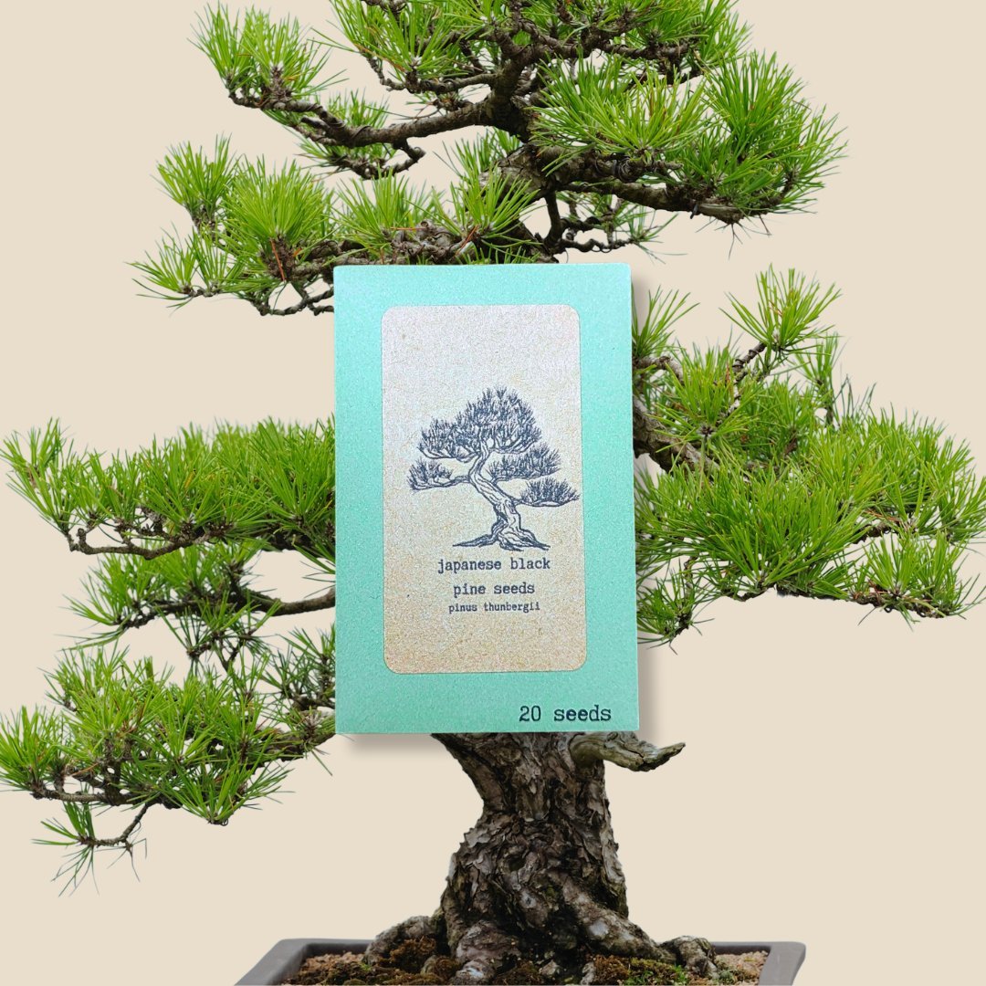 Bonsai Seeds - Plantflix