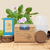 bundles - Plantflix