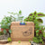 Collections, Kits & Gifts - Plantflix