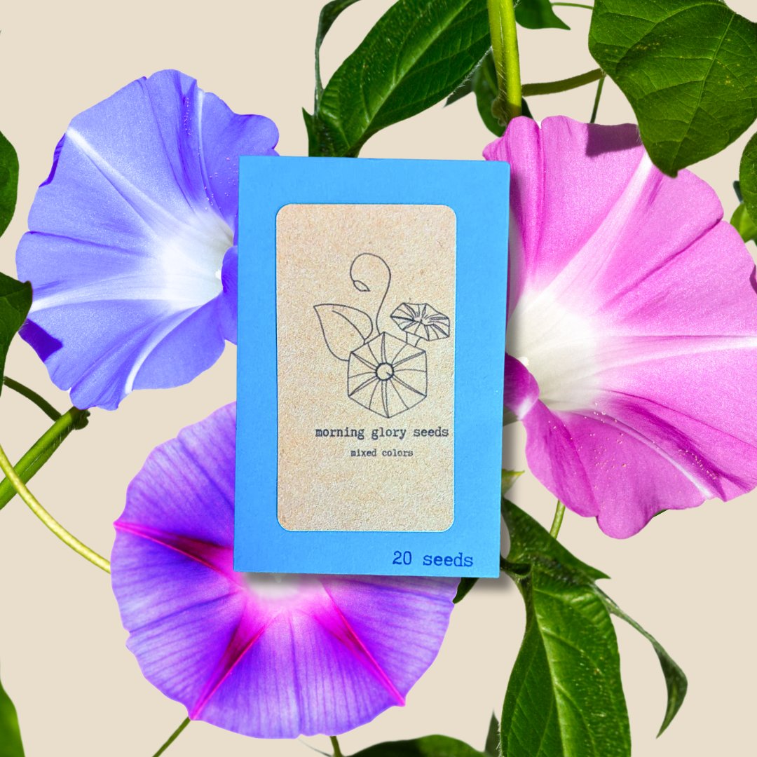 Morning Glory Seeds – Plantflix