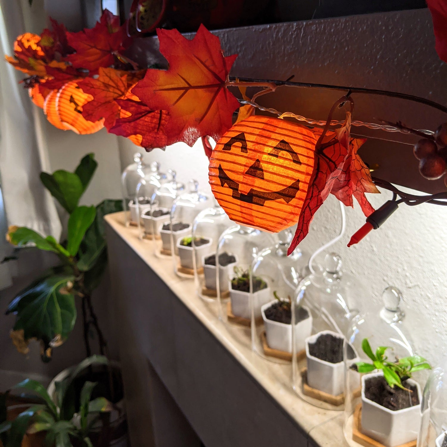 Halloween Seeds - Plantflix