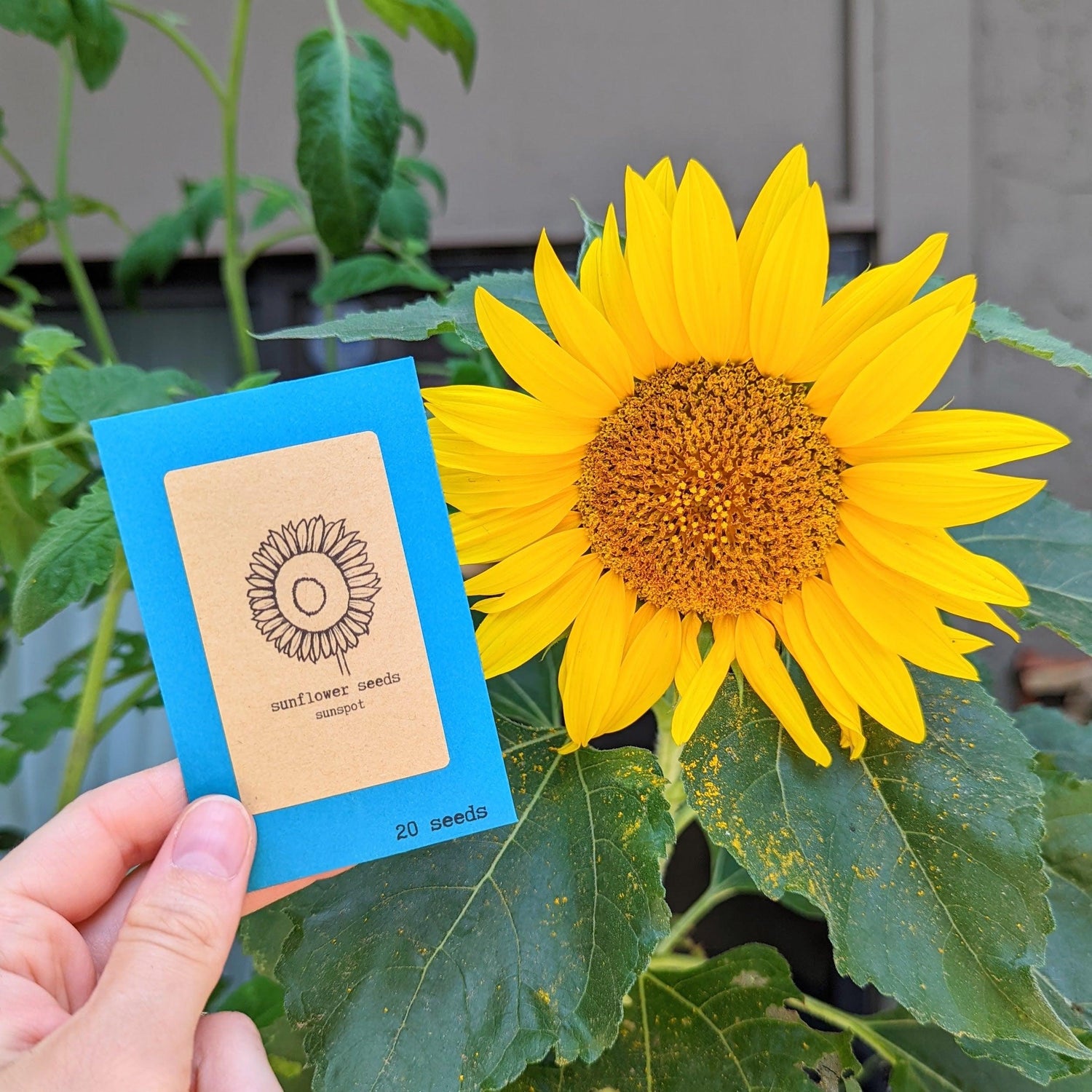 home garden - Plantflix