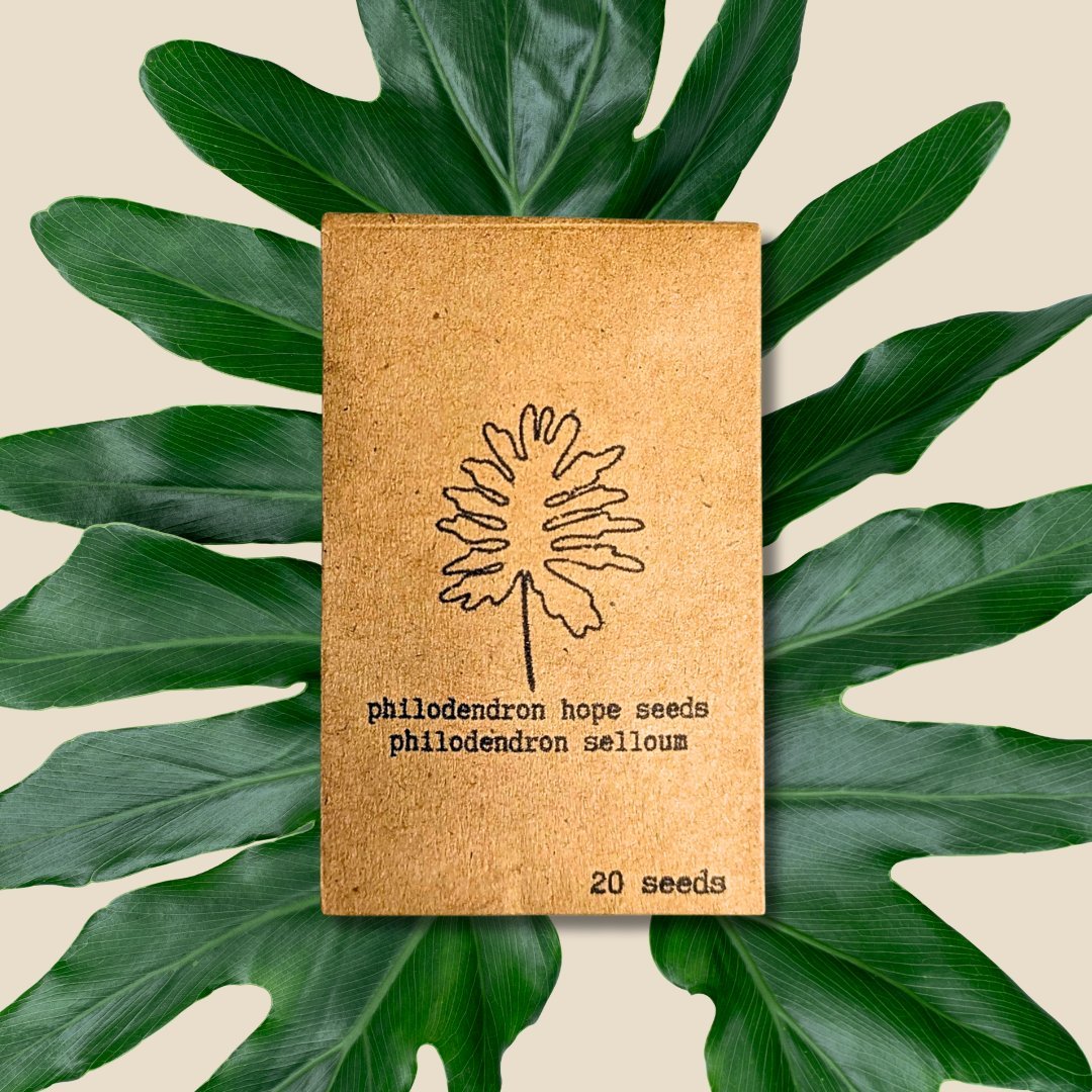 Houseplant Seeds - Plantflix
